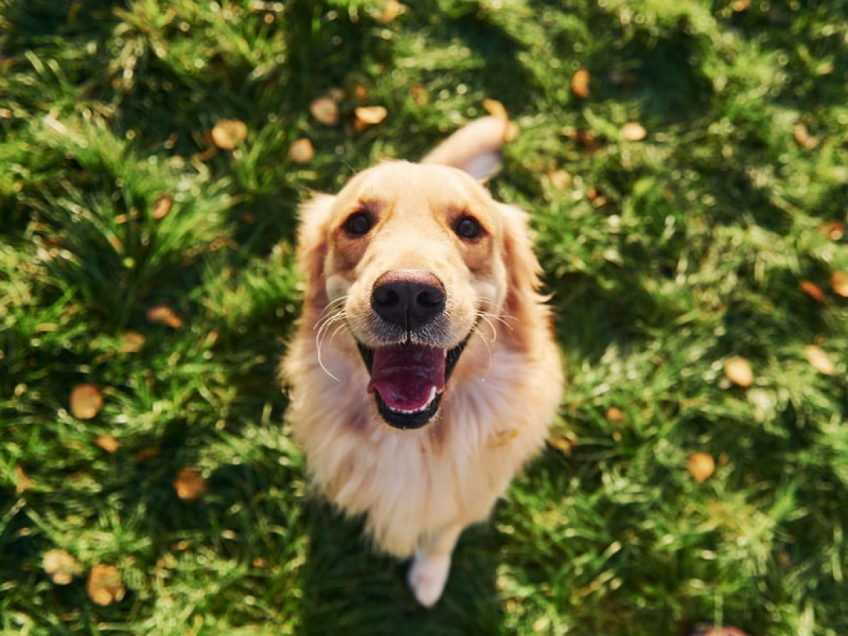5 Consejos para Mantener Feliz y Saludable a tu Mascota
