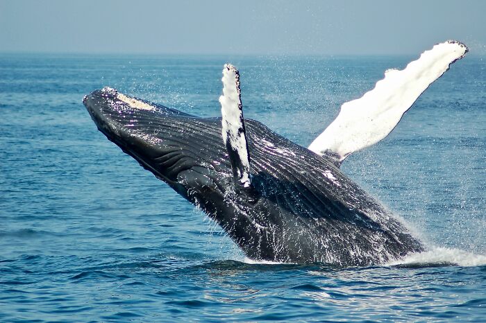 Curiosidades sobre ballenas