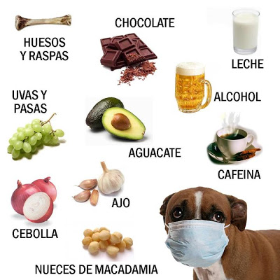 Alimentos que debes evitar darle a tu mascota