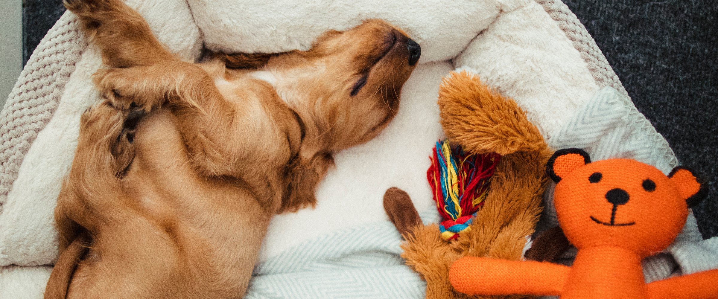 Cómo preparar un espacio seguro para tu mascota en casa