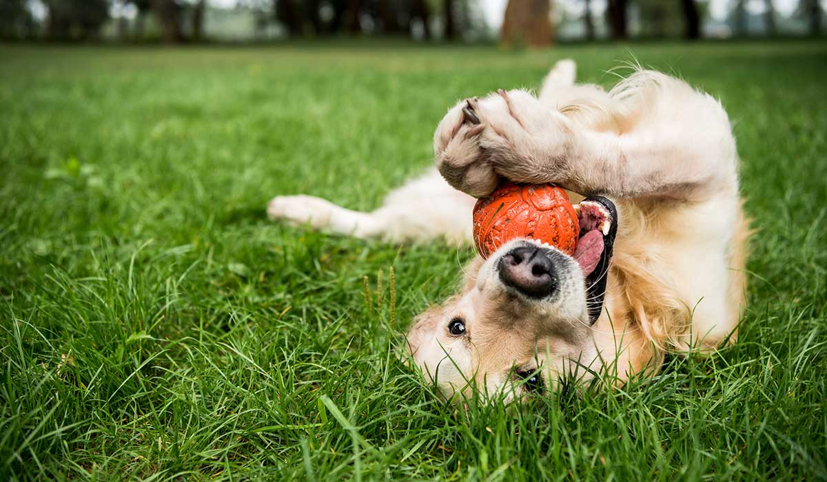 La importancia del juego en el desarrollo de los perros
