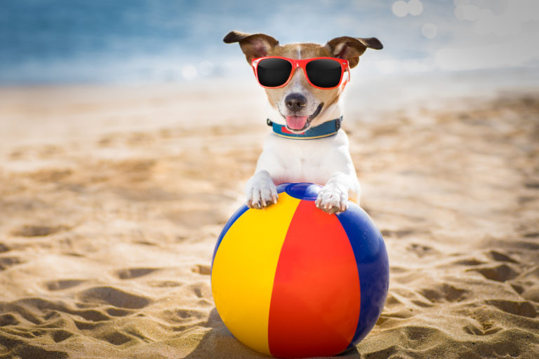 Cómo cuidar a tu perro en verano
